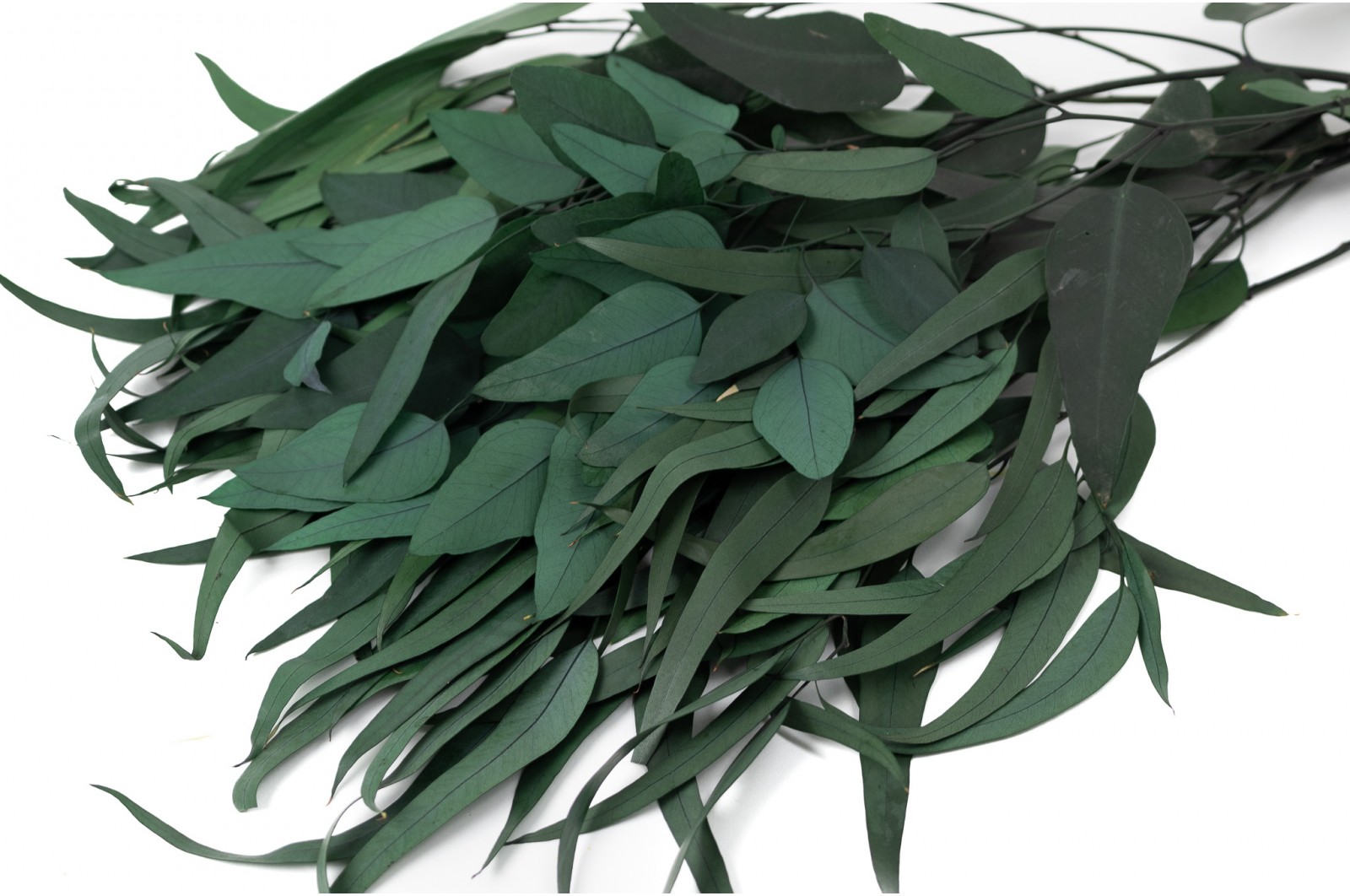 Eucalyptus pendula stabilisé │vente aux pros│Grossiste