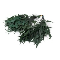 Eucalyptus pendula stabilisé │vente aux pros│Grossiste