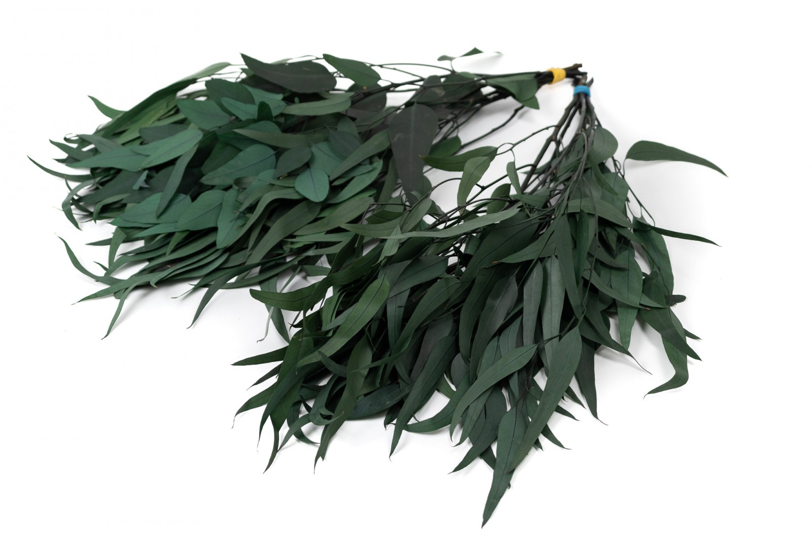 Eucalyptus pendula stabilisé │vente aux pros│Grossiste