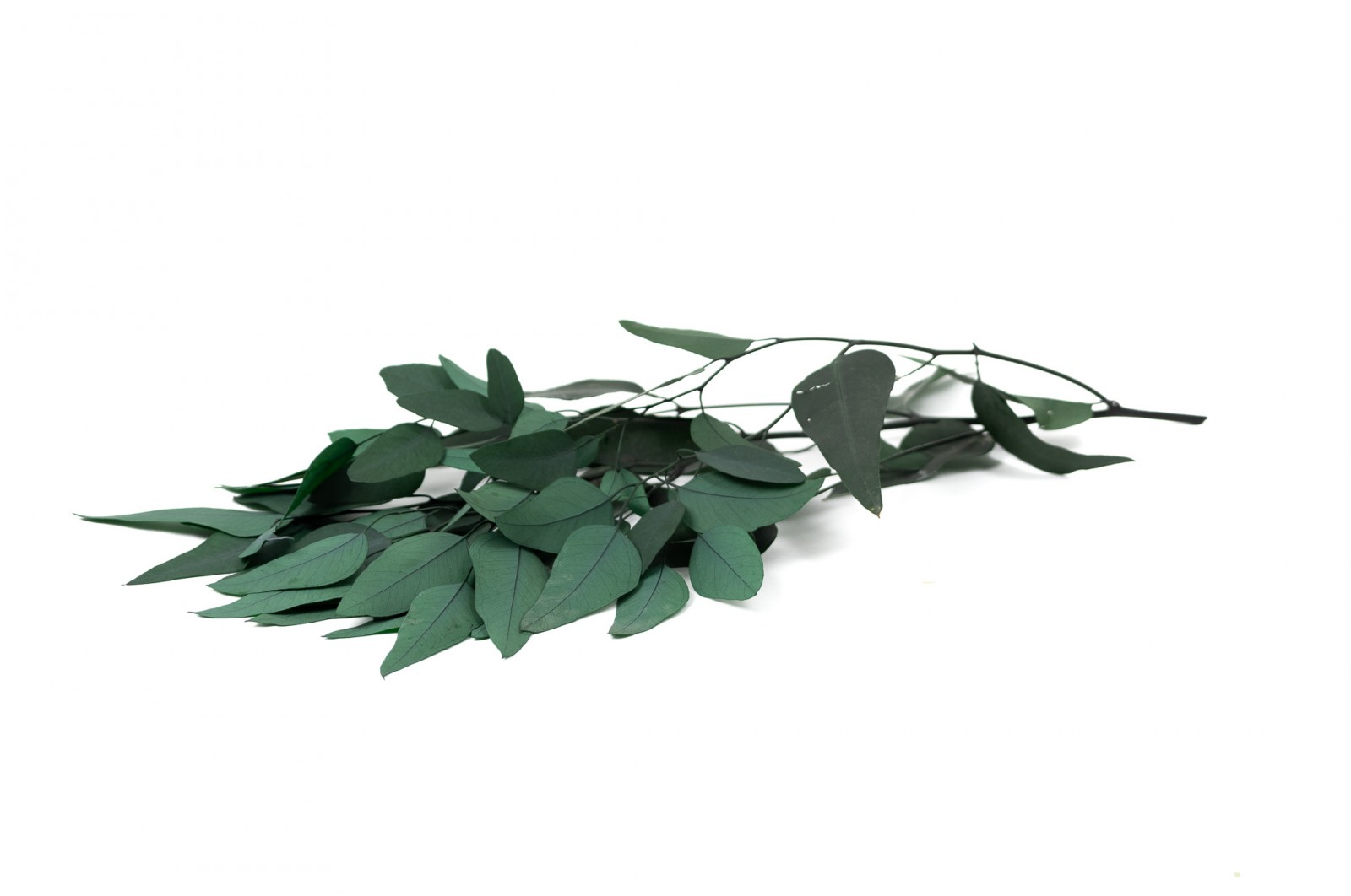 Eucalyptus pendula stabilisé │vente aux pros│Grossiste