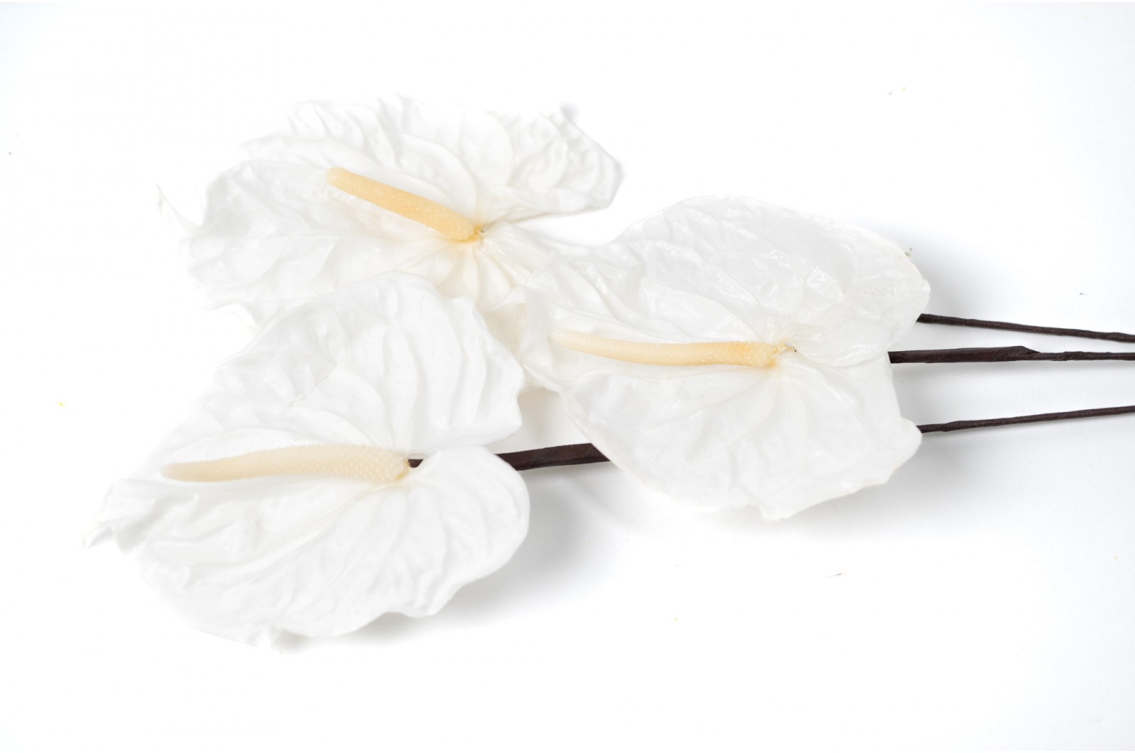 PHOCEALYS│Anthurium stabilisé│vente aux pros│Grossiste