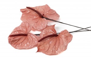PHOCEALYS│Anthurium stabilisé│vente aux pros│Grossiste