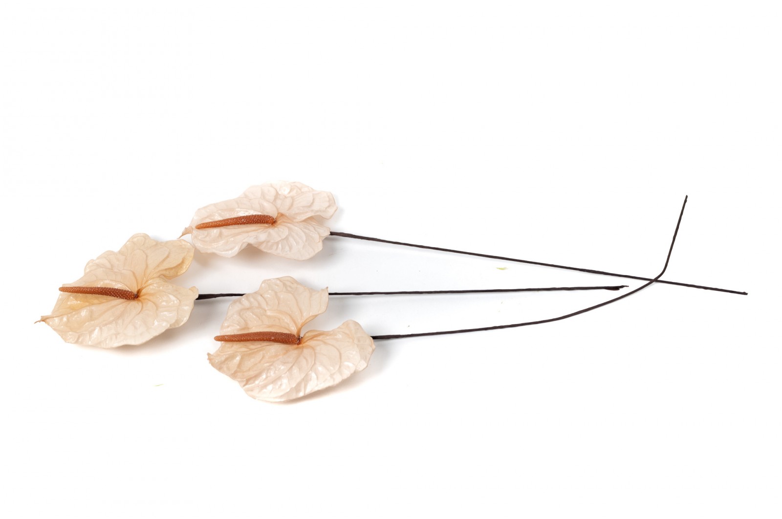 PHOCEALYS│Anthurium stabilisé│vente aux pros│Grossiste