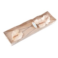 PHOCEALYS│Anthurium stabilisé│vente aux pros│Grossiste
