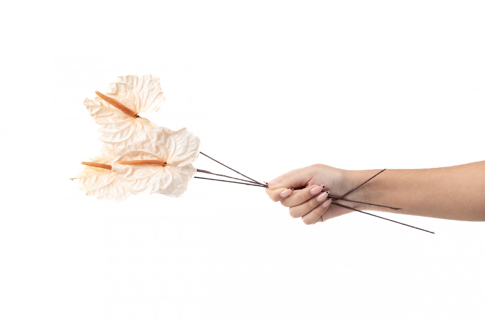 PHOCEALYS│Anthurium stabilisé│vente aux pros│Grossiste