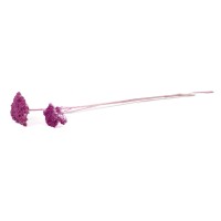 PHOCEALYS│Achillée filipendula stabilisée│vente aux pros│Grossiste