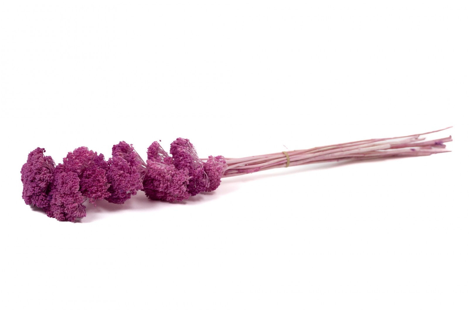 PHOCEALYS│Achillée filipendula stabilisée│vente aux pros│Grossiste