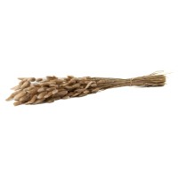 PHOCEALYS │Lagurus sec │vente aux pros│Grossiste en fleurs séchées