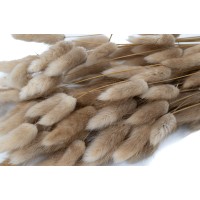 PHOCEALYS │Lagurus sec │vente aux pros│Grossiste en fleurs séchées