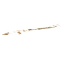 PHOCEALYS │Lagurus sec │vente aux pros│Grossiste en fleurs séchées