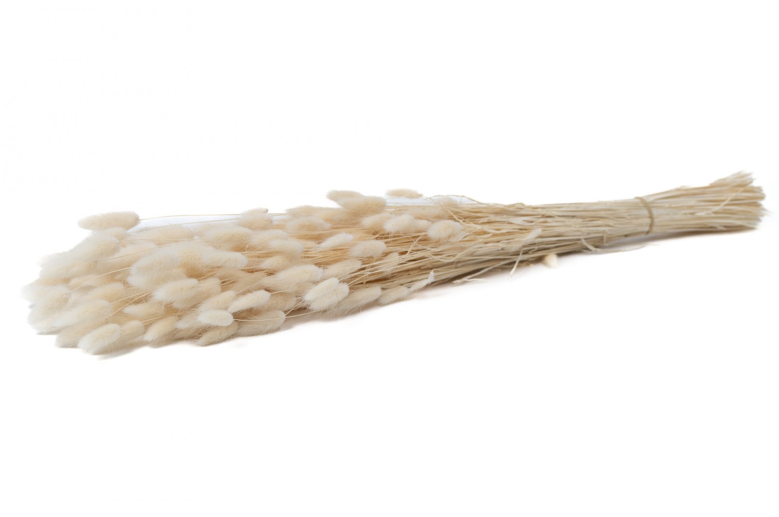 PHOCEALYS │Lagurus sec │vente aux pros│Grossiste en fleurs séchées