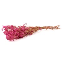 Gypsophile boule stabilisé│vente aux pros│Grossiste