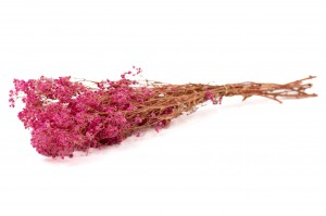 Gypsophile boule stabilisé│vente aux pros│Grossiste