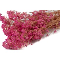 Gypsophile boule stabilisé│vente aux pros│Grossiste