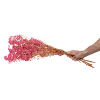 Gypsophile boule stabilisé│vente aux pros│Grossiste
