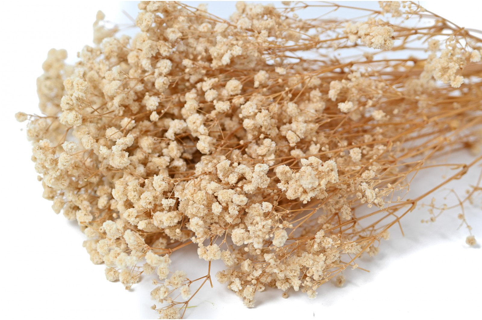 Gypsophile boule stabilisé│vente aux pros│Grossiste