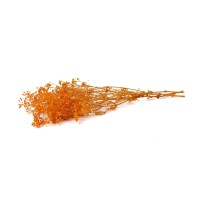 Gypsophile boule stabilisé│vente aux pros│Grossiste