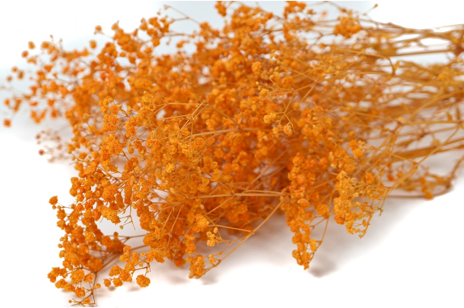 Gypsophile boule stabilisé│vente aux pros│Grossiste