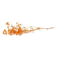 Gypsophile boule stabilisé│vente aux pros│Grossiste