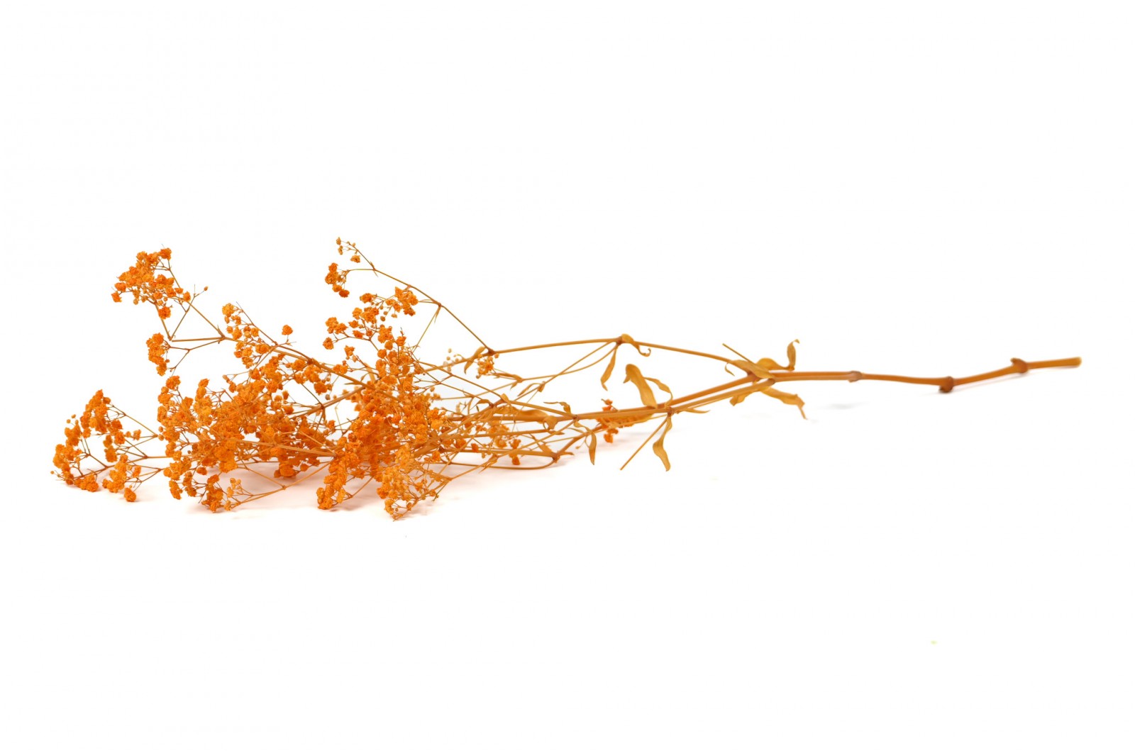 Gypsophile boule stabilisé│vente aux pros│Grossiste