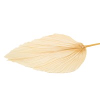 PHOCEALYS │Grande Palme sèche│vente aux pros│Grossiste en fleurs séchées