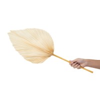 PHOCEALYS │Grande Palme sèche│vente aux pros│Grossiste en fleurs séchées