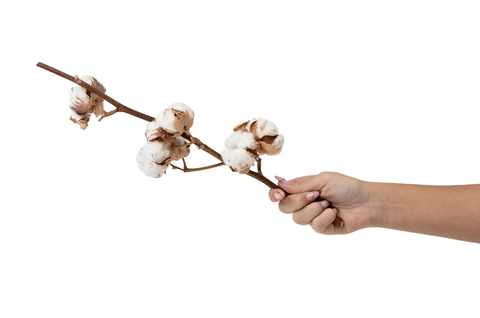 PHOCEALYS│Tête de coton sèche│vente aux pros│Grossiste en fleurs séchées