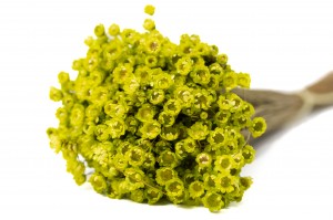 PHOCEALYS │Glixia sec│vente aux pros│Grossiste en fleurs séchées