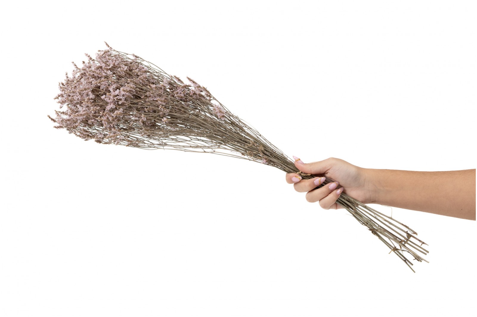 PHOCEALYS│Limonium Sinensis stabilisé│vente aux pros│Grossiste en végétaux stabilisées