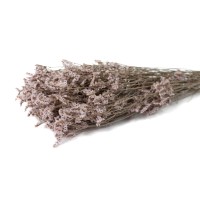 PHOCEALYS│Limonium Sinensis stabilisé│vente aux pros│Grossiste en végétaux stabilisées