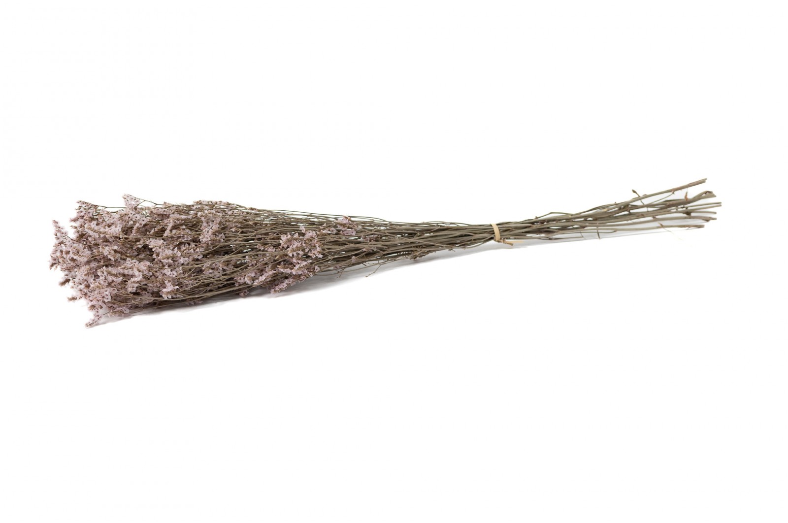 PHOCEALYS│Limonium Sinensis stabilisé│vente aux pros│Grossiste en végétaux stabilisées