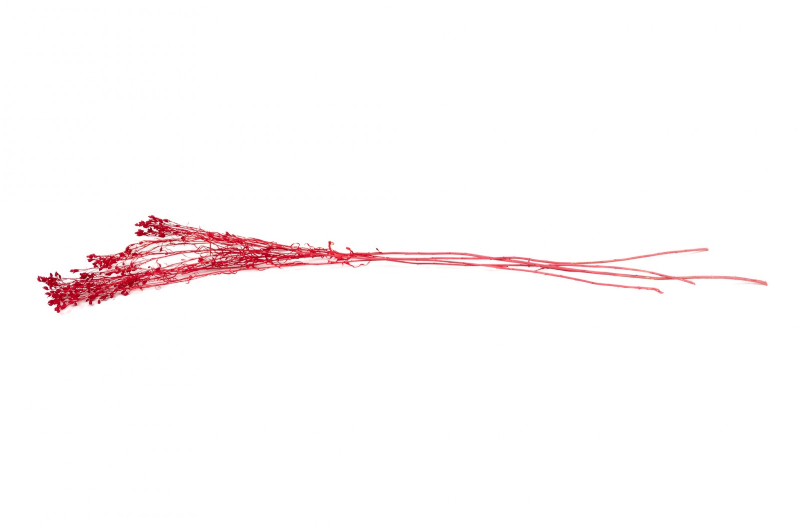 Broom bloom sec│vente aux pros│Grossiste en fleurs séchées