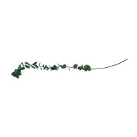 Eucalyptus stuartiana stabilisé │vente aux pros│Grossiste