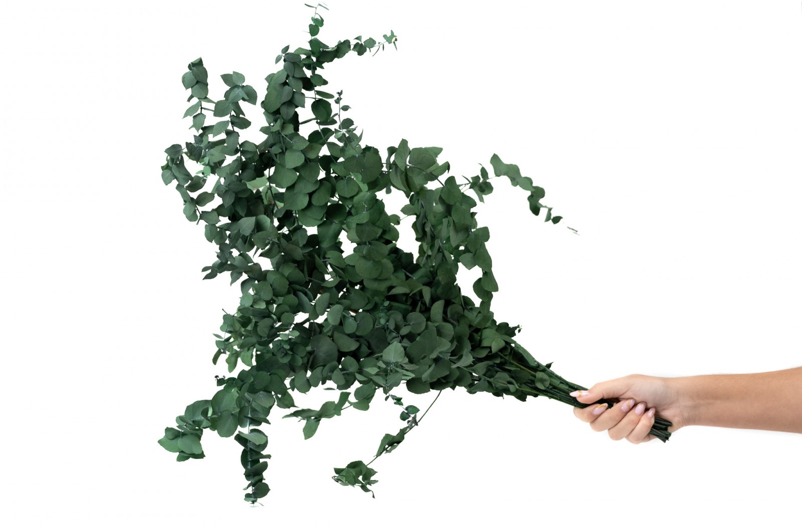 Eucalyptus stuartiana stabilisé │vente aux pros│Grossiste