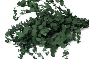 Eucalyptus stuartiana stabilisé │vente aux pros│Grossiste