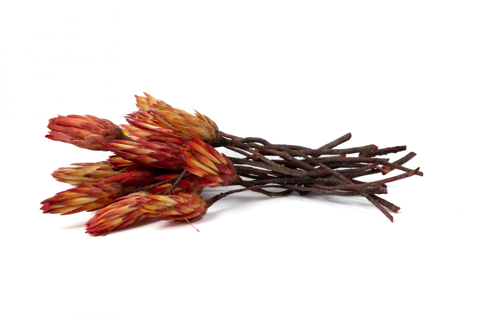PHOCEALYS│Protea compacte sèche│vente aux pros│Grossiste en fleurs séchées