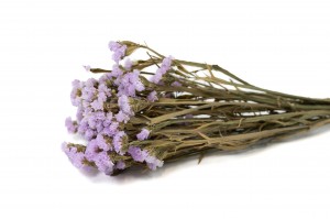 PHOCEALYS│Statice sec│vente aux pros│Grossiste en fleurs séchées