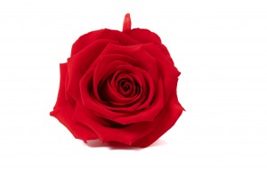 PHOCEALYS │Têtes de roses stabilisées │vente aux pros│Grossiste