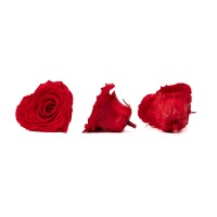 PHOCEALYS │Têtes de roses stabilisées  │vente aux pros│Grossiste