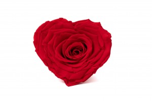 PHOCEALYS │Têtes de roses stabilisées  │vente aux pros│Grossiste