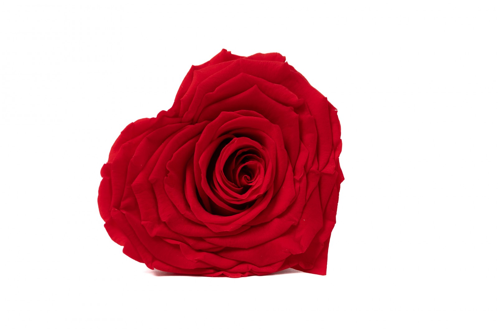 PHOCEALYS │Têtes de roses stabilisées  │vente aux pros│Grossiste