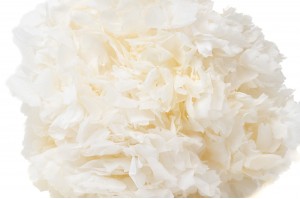 PHOCEALYS │Hortensia stabilisé│vente aux pros│Grossiste en végétaux stabilisées