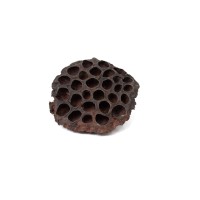 PHOCEALYS│Têtes de Lotus sechées│vente aux pros│Grossiste en fleurs séchées