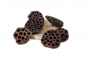 PHOCEALYS│Têtes de Lotus sechées│vente aux pros│Grossiste en fleurs séchées