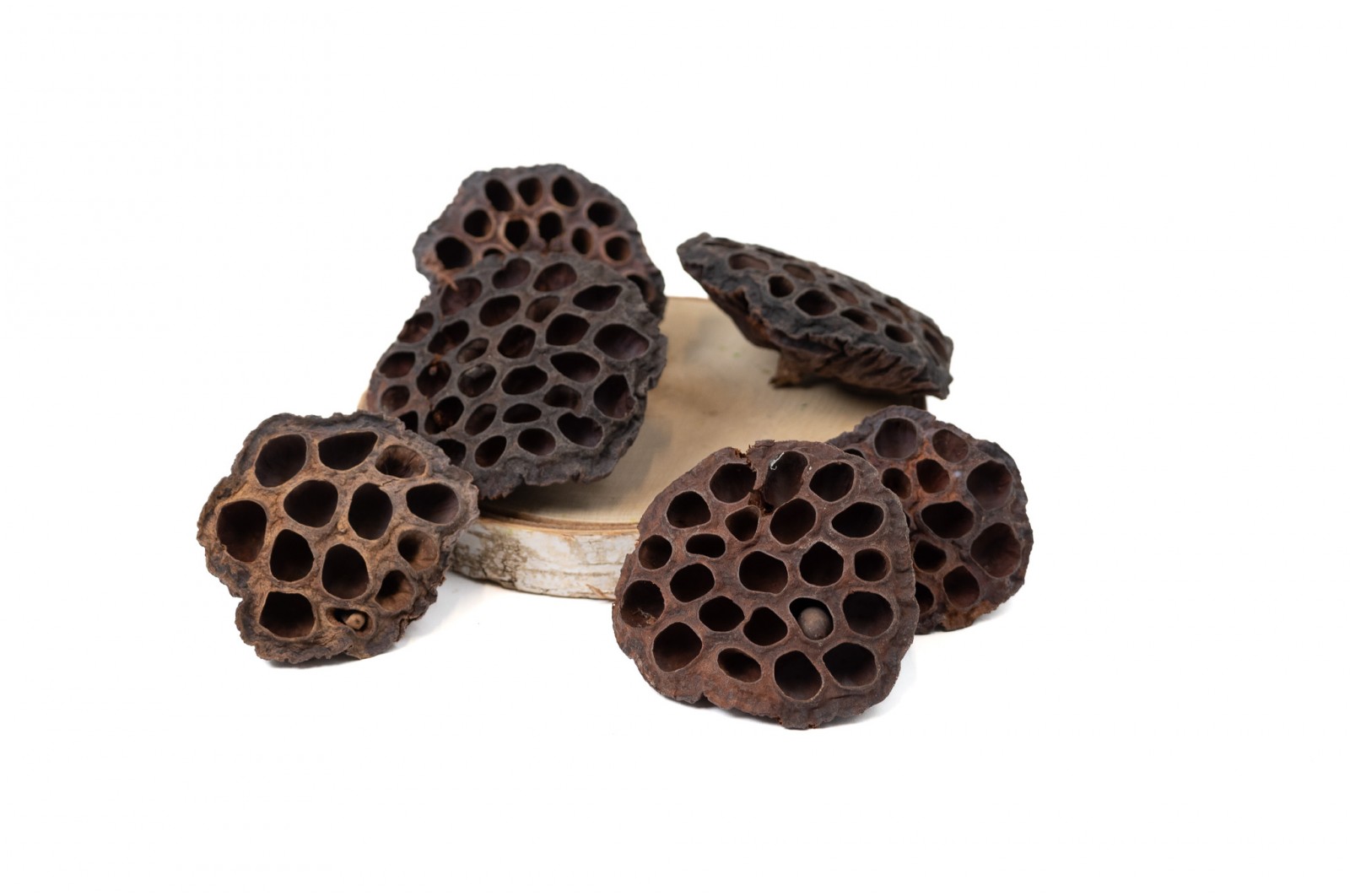 PHOCEALYS│Têtes de Lotus sechées│vente aux pros│Grossiste en fleurs séchées