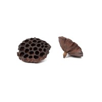 PHOCEALYS│Têtes de Lotus sechées│vente aux pros│Grossiste en fleurs séchées