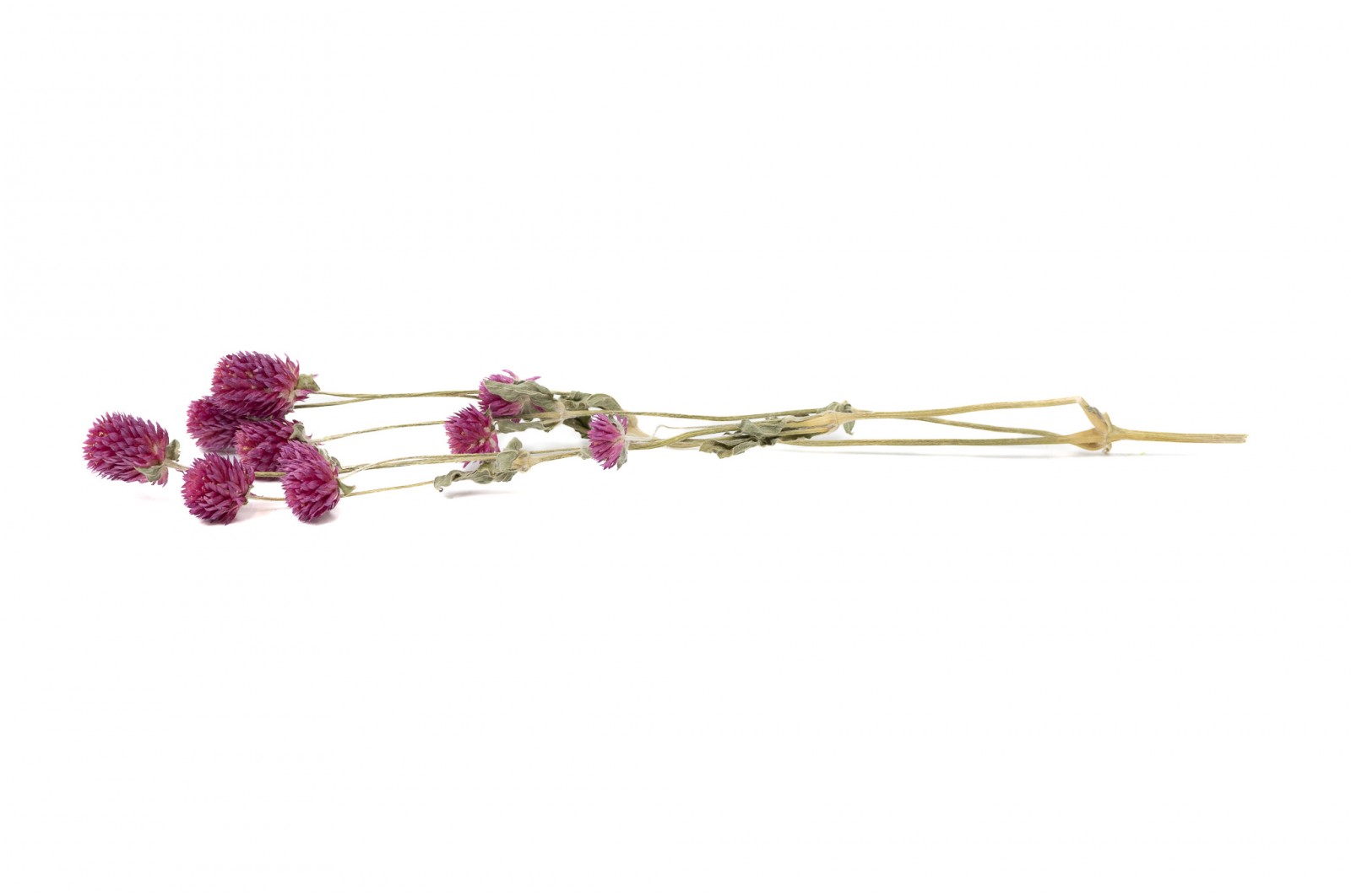 Gomphrena sec│vente aux pros│Grossiste en fleurs séchées