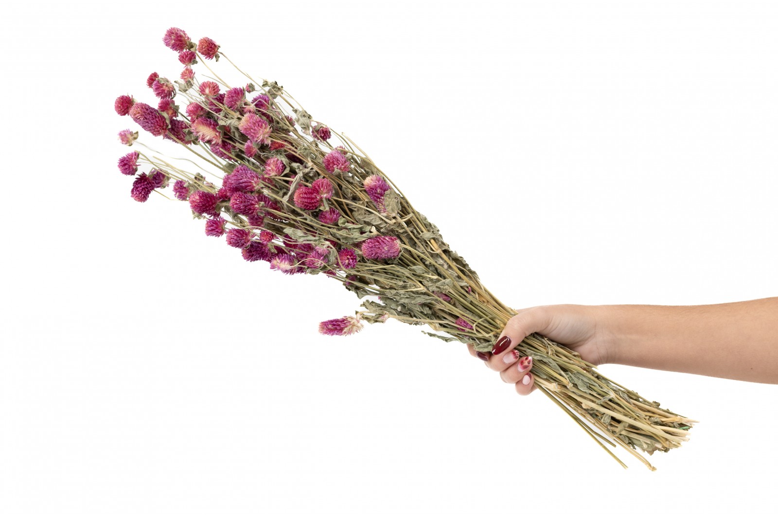 Gomphrena sec│vente aux pros│Grossiste en fleurs séchées