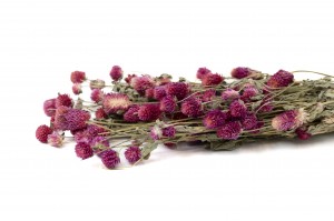 Gomphrena sec│vente aux pros│Grossiste en fleurs séchées