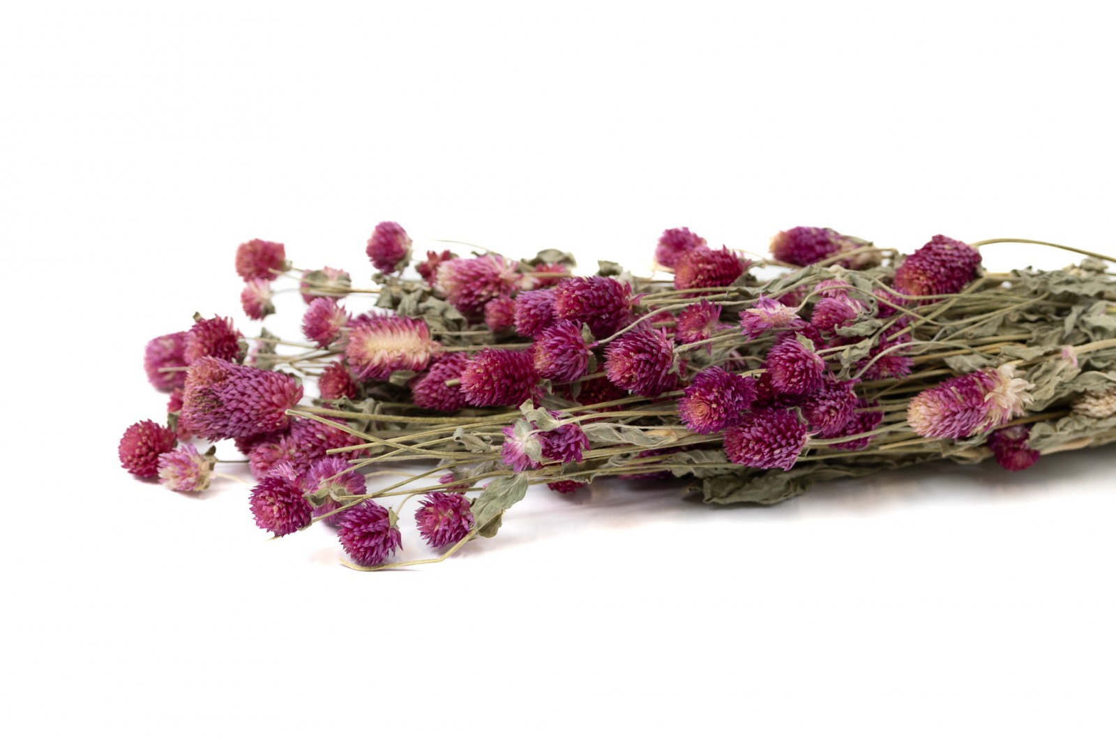 Gomphrena sec│vente aux pros│Grossiste en fleurs séchées